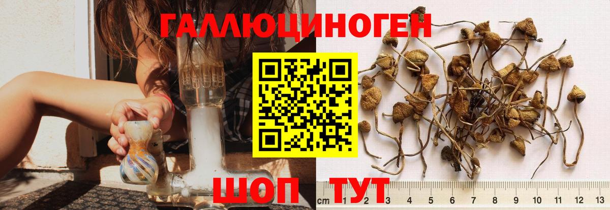Псилоцибиновые грибы Psilocybe Волоколамск